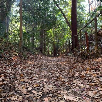 落ち葉がふわっふわ