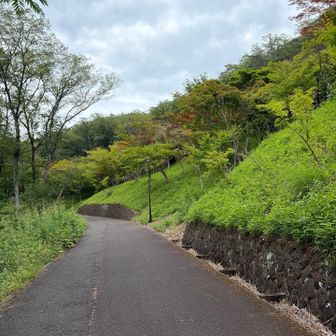新緑がキレイ🤩