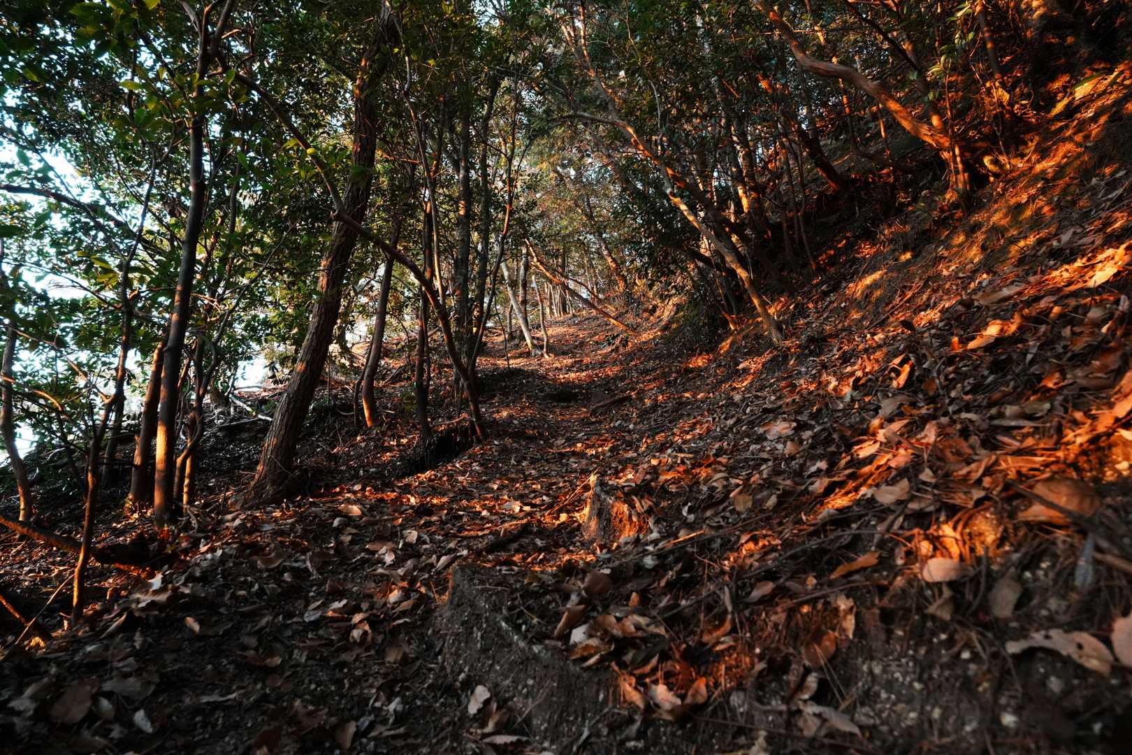 この先しばらくは登山道も燃えてました