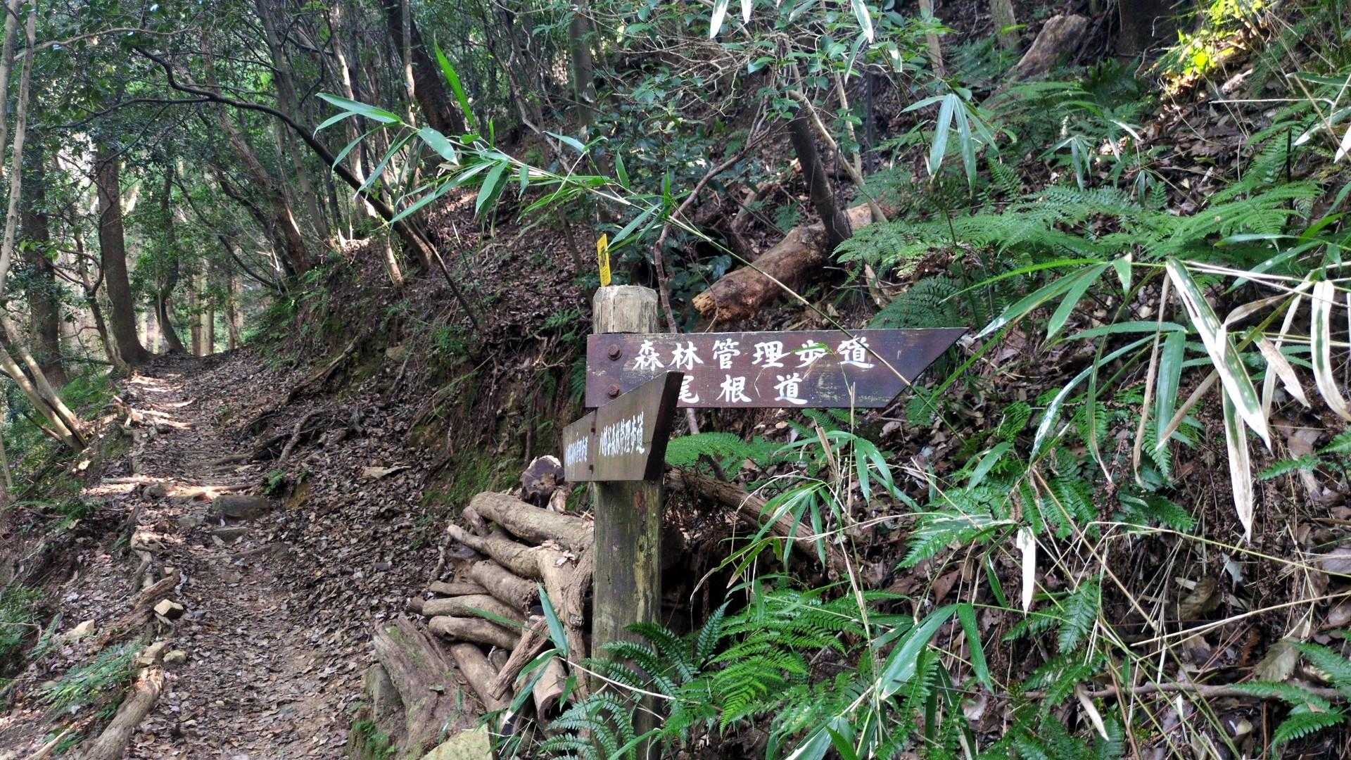 時間あるし、行ってみよ!YAMAP破線になってる関電の尾根道💪