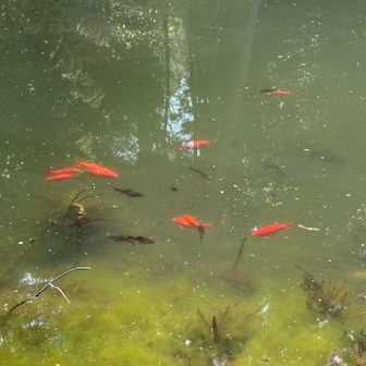 たくさん金魚いた！！！しかも大きいねぇ！