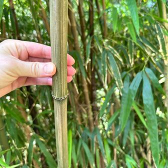 四角い竹
写真では伝わらなさそうだが…