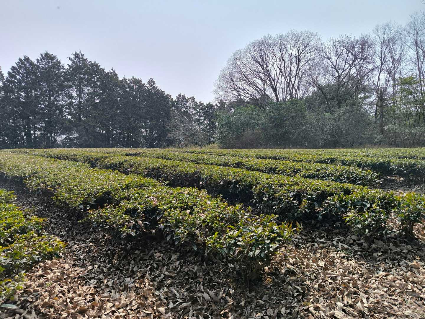 お茶畑のそばに