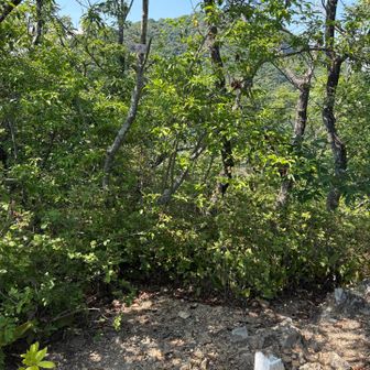 岩戸山⛰️
よくがんばりました💮