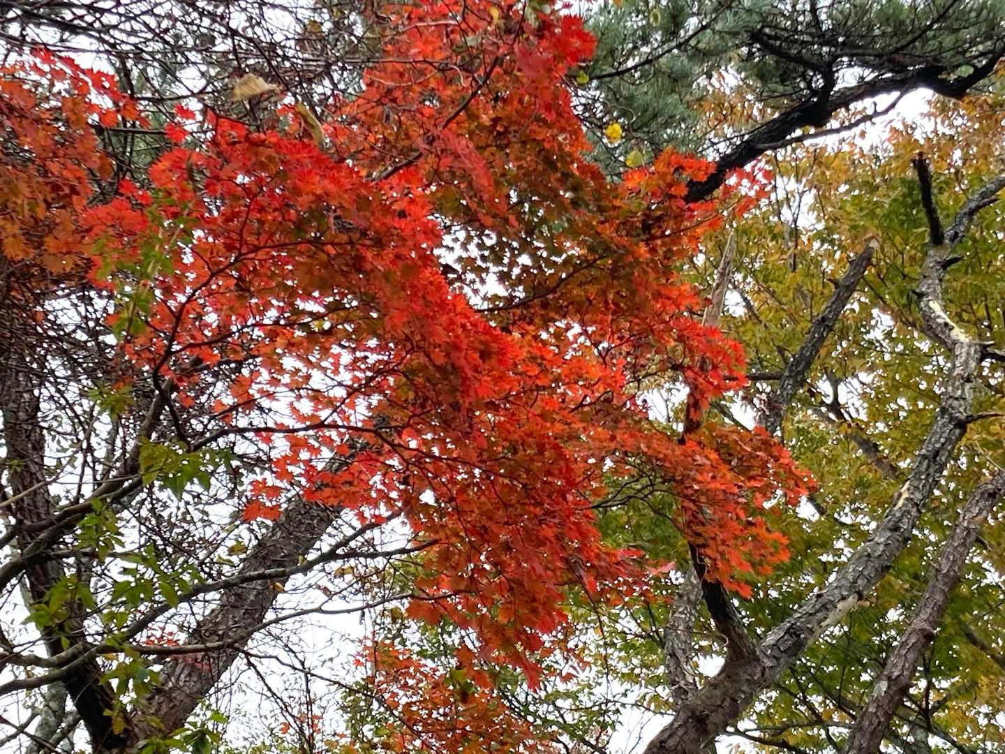 紅葉もところどころに🍁