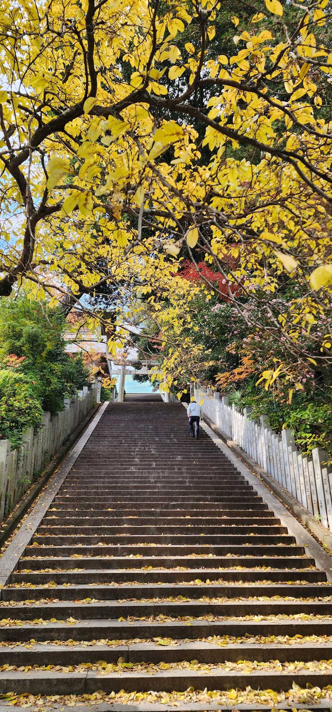 イチョウのトンネルをくぐり抜けて、
そのまま拝殿へ一礼🙏
ちょっとだけ心が整う瞬間です。
