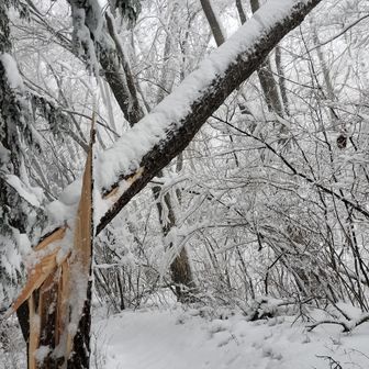 生藤山 雪の重みで折れた!