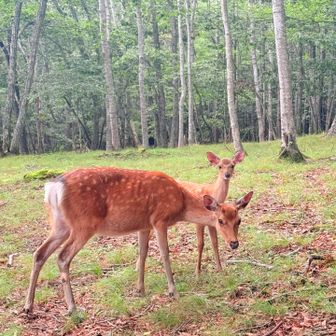わぁ✨鹿さん🦌こんにちは
