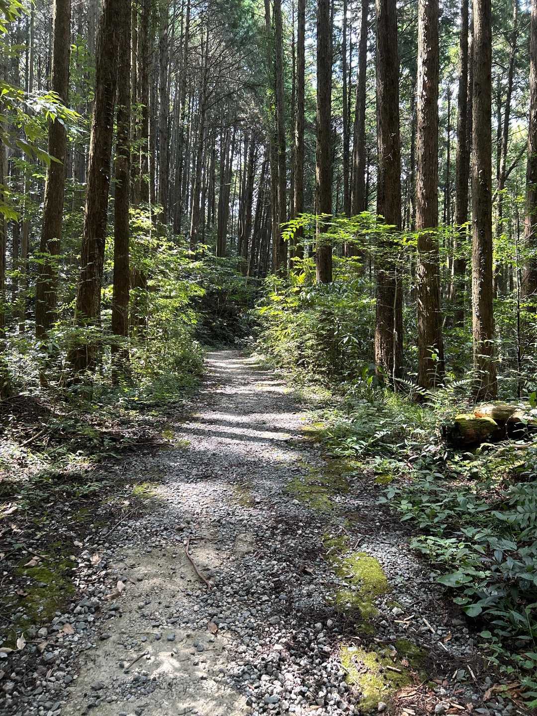 奥天拝-天拝山 往復コースの写真