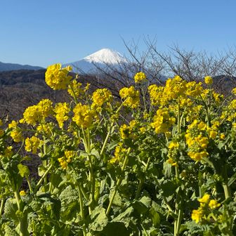 これが見たかった〜
菜の花が綺麗🤩
菜の花、食べるの好きだからおいしく見えちゃうなぁ🤤
桜の木もあるから４月は🌸と富士山が見れそう