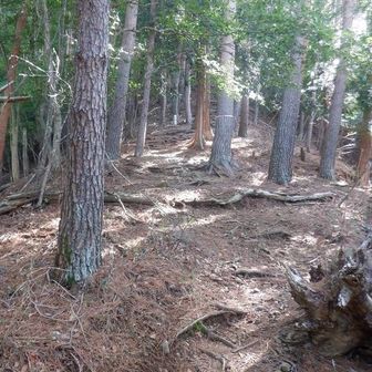 桑留尾まで湖岸の県道を2kmほど歩き、十二ヶ岳への尾根を登る