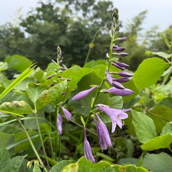 ギボウシ。この時点で雨が降り始める。