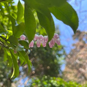 ピンクの馬酔木