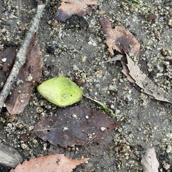 ウスタビガの繭か？