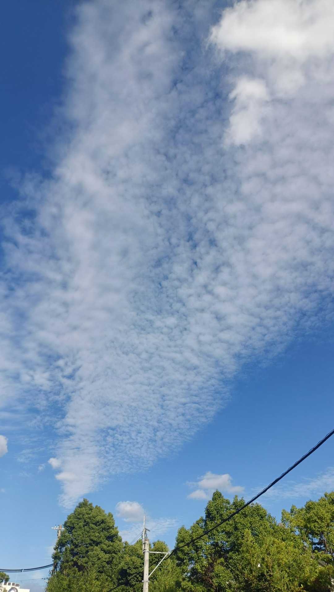 わぁ〜、
ウロコ雲😍
