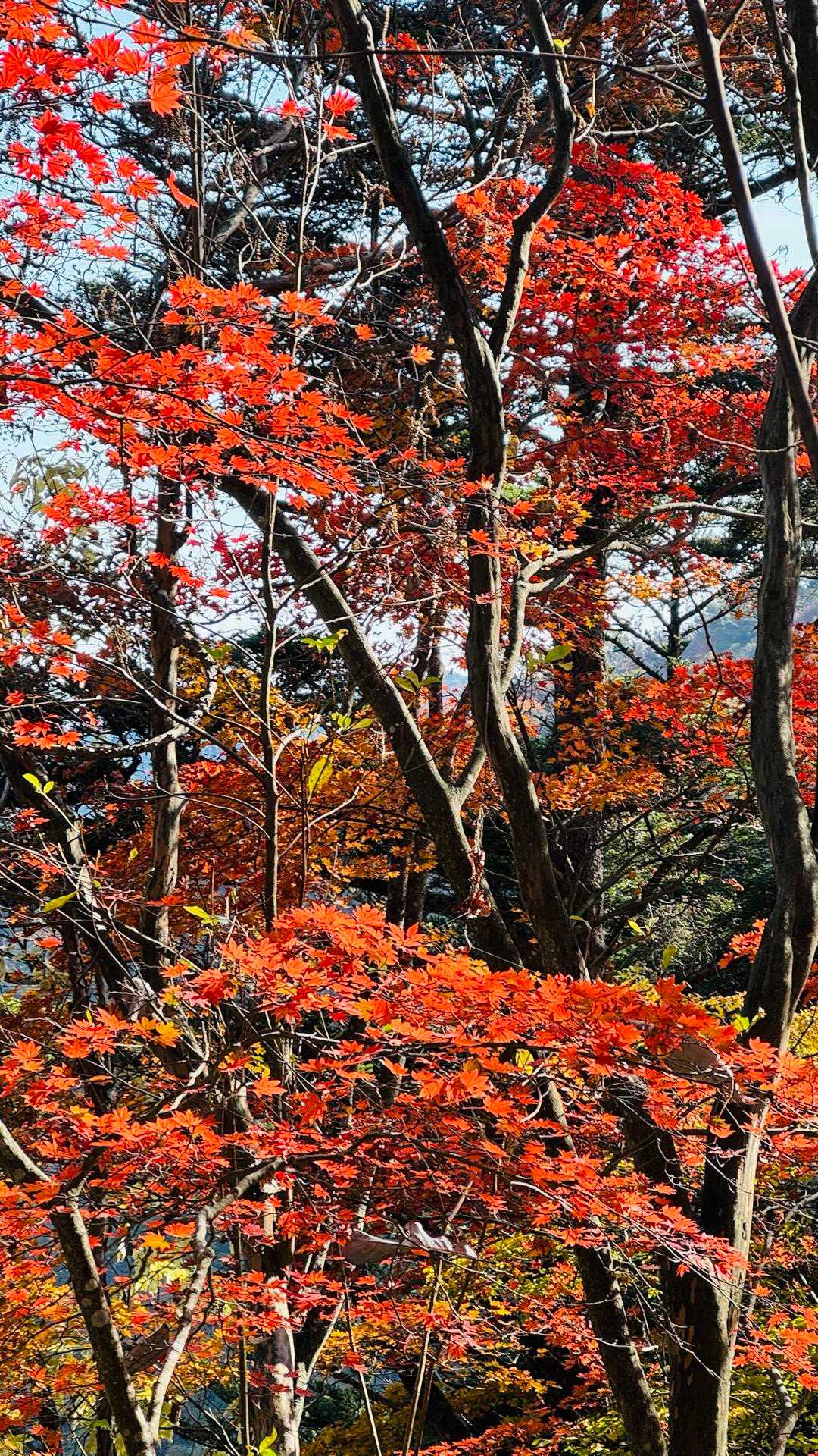 奥多摩駅〜御岳山駅｜大岳山・御岳山＋主要4座縦走コースの写真