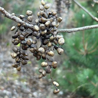 なんか、実っていた