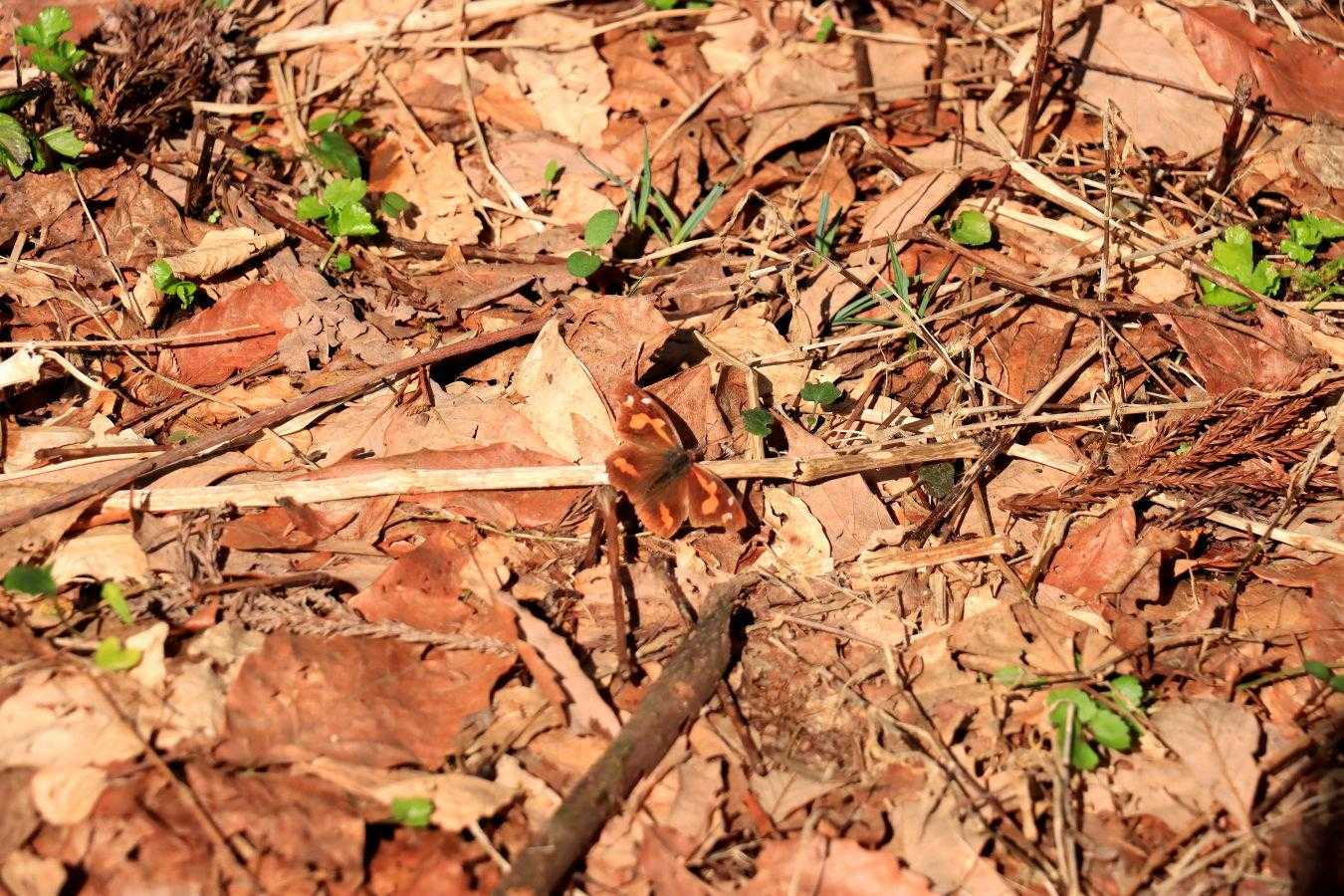 菩提寺山 周回コースの写真