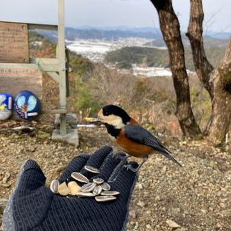 ヤマガラ来てくれた☺️
近くにシジュウカラとメジロも来てくれたけど遠まきにチェックのみ😆