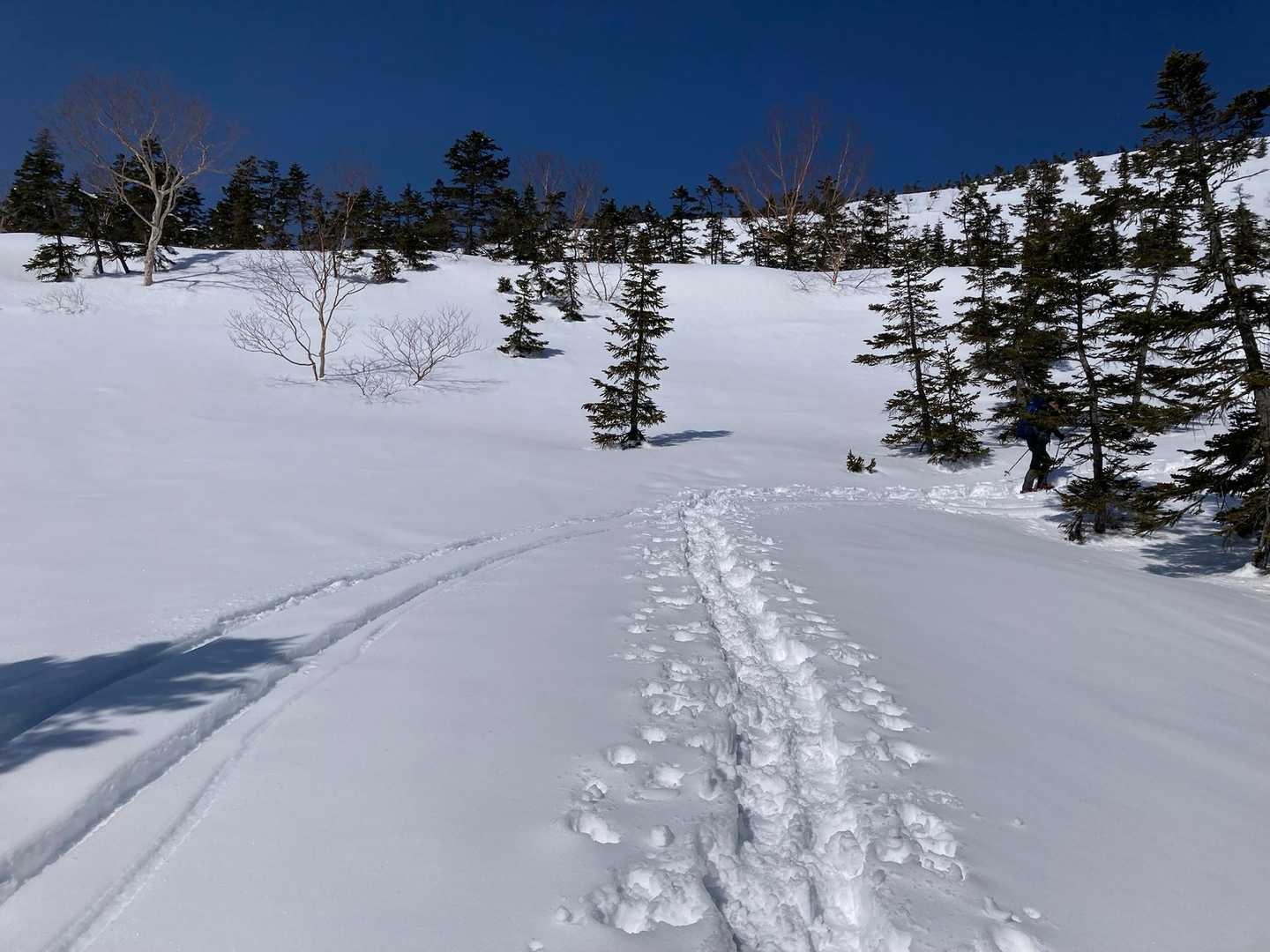 樹林帯を抜けると雪がまぶしい✨

途中から、このあたりまで、静岡と安曇野の方達とパックになって進んできたので、長い樹林帯も退屈せず歩けた
ありがとうございました🥰
