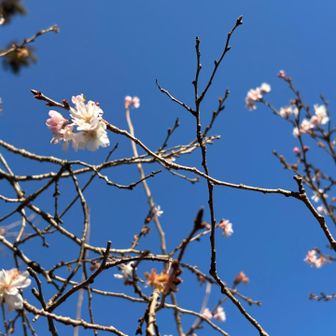 駐車場に桜が咲いていました。冬にお花を見るとそれだけで嬉しくなりました