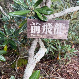 不調と言いながらあと少し足を伸ばし、前飛龍まで行ってみる。未だ消えない胸の苦しさから、今日はこれまでが我慢の限界かと登山を断念することに。
ここまで高度を1600m近く上げ、移動距離7キロを4時間で歩いてきたが不調が更に増し、止む無く撤退を決めた。