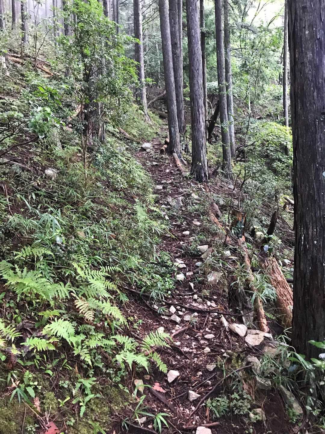 少しだけ緩やかでした、ちょっと呼吸を整えます☺️