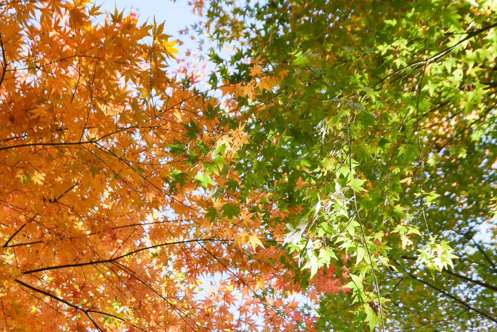 もう年末だよー🍂🍃