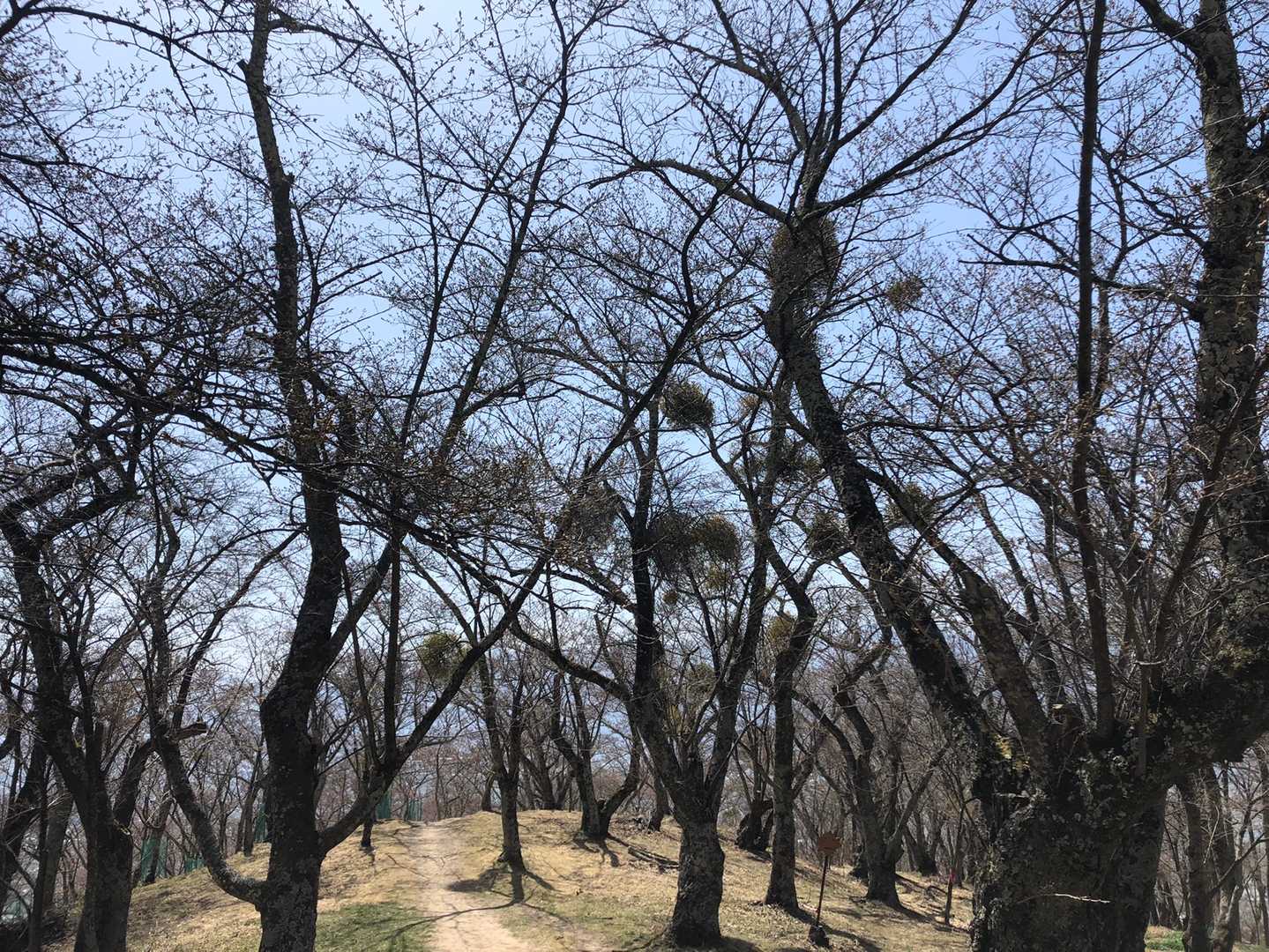 桜の木？にマリモみたいなのがいっぱい付いてる区間あり笑
