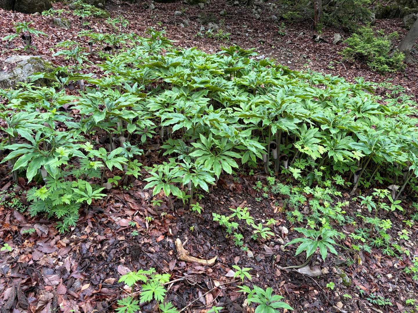 ウラシマソウの群生
よく見ると葉っぱから上に付属物がニョキニョキ見えます🤣