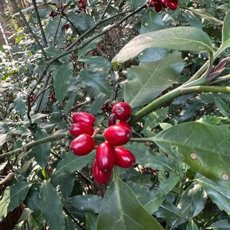 アオキ
毒はないけど、美味しくない💦