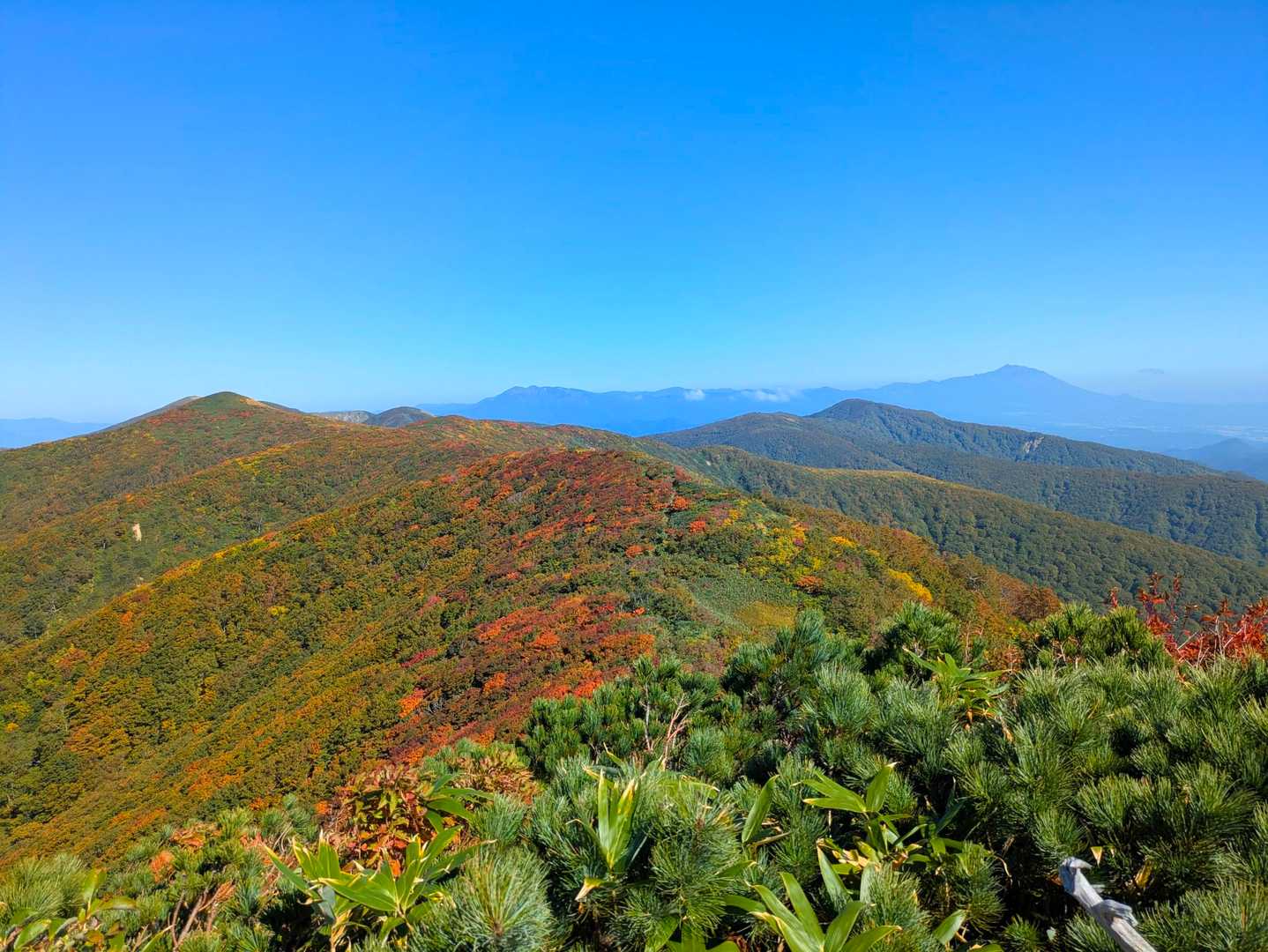 これから歩く根菅岳への稜線

山肌がメッチャ赤いです

奥には秋田駒と岩手山が！！！