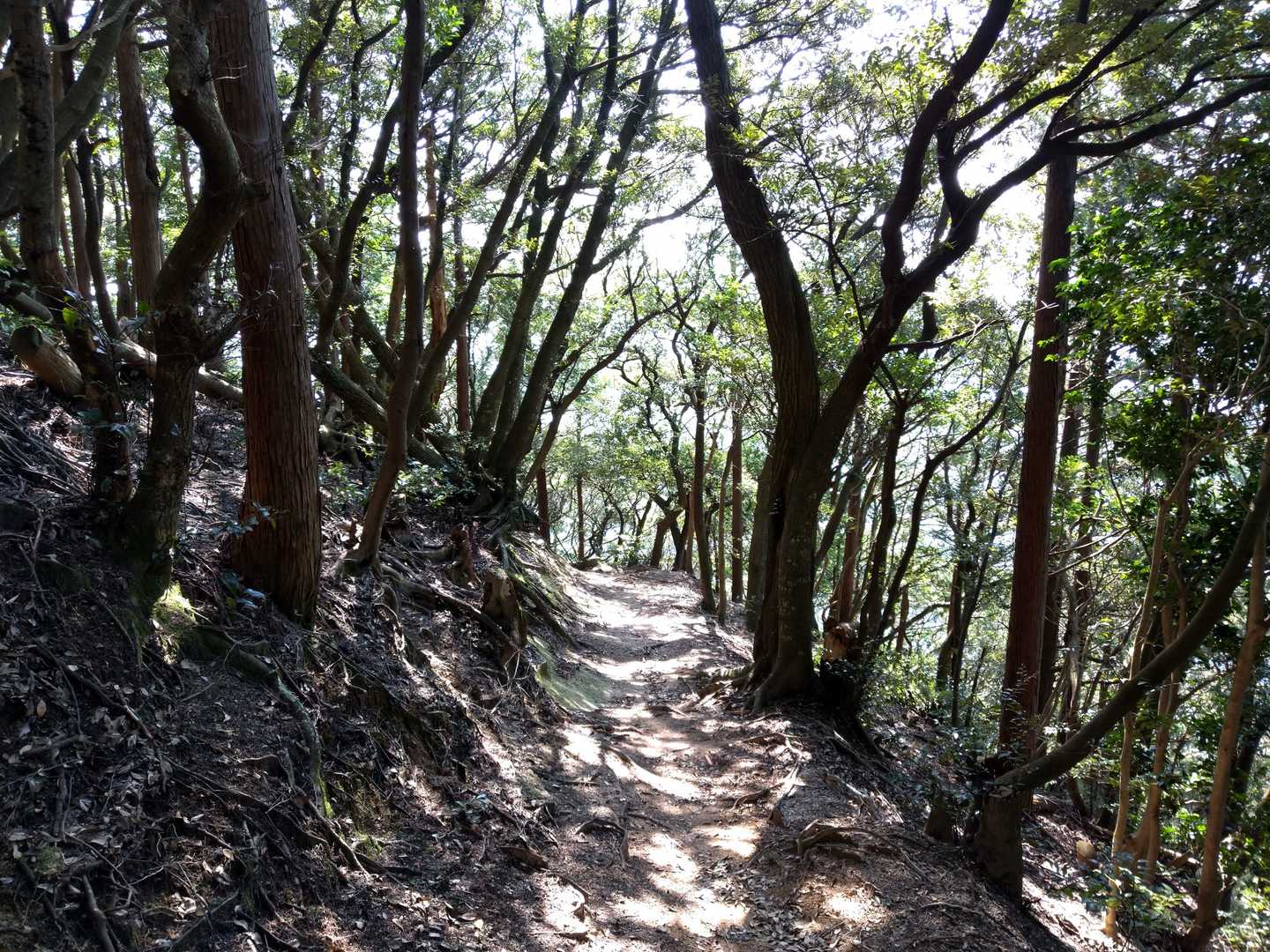 ここから高地山へ。いい道だなあ、と思ったらこの後急坂が待ってました。😂