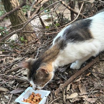 🐈③
誰かが与えた納豆をお楽しみ中🍽️