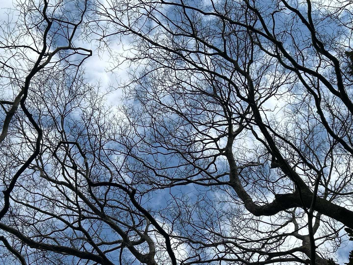 冬だなー