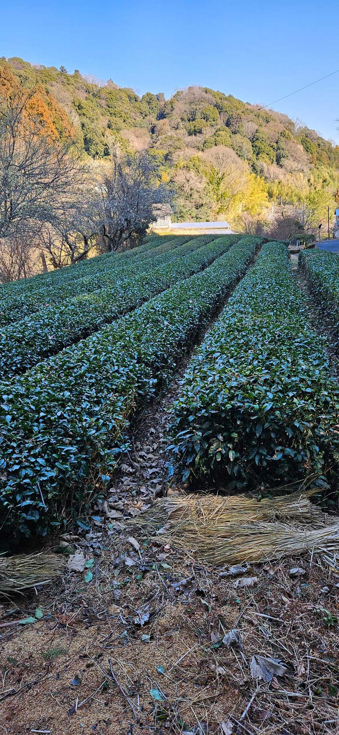 茶畑
なぜか撮っちゃう📸