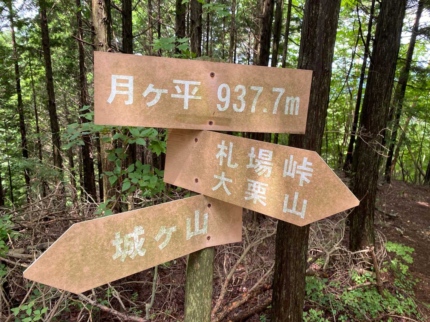 大栗山-月ヶ平 往復コースの写真