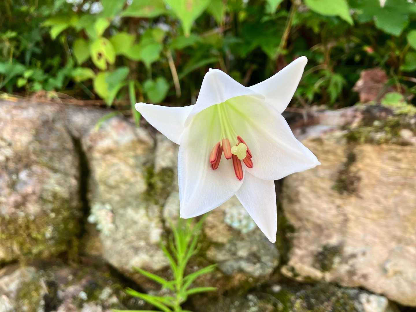 鳳来寺バス停-瑠璃山 往復コースの写真