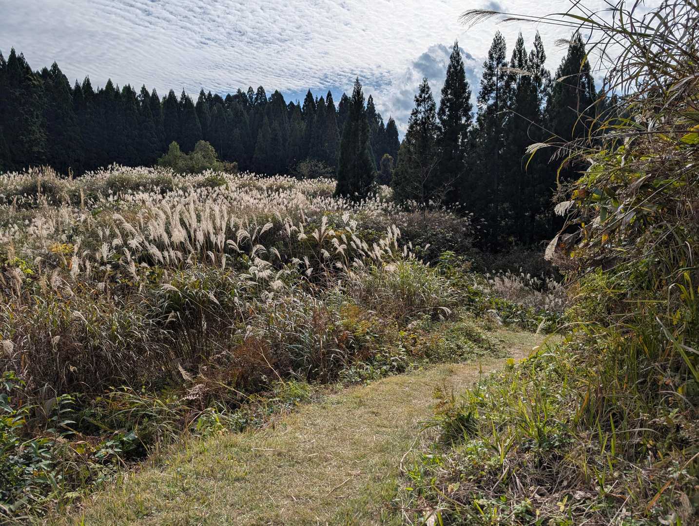 下山途中ススキが沢山咲いている所がありました🌾
ススキも最近は季節を感じさせる いい花だなぁと思います🎵