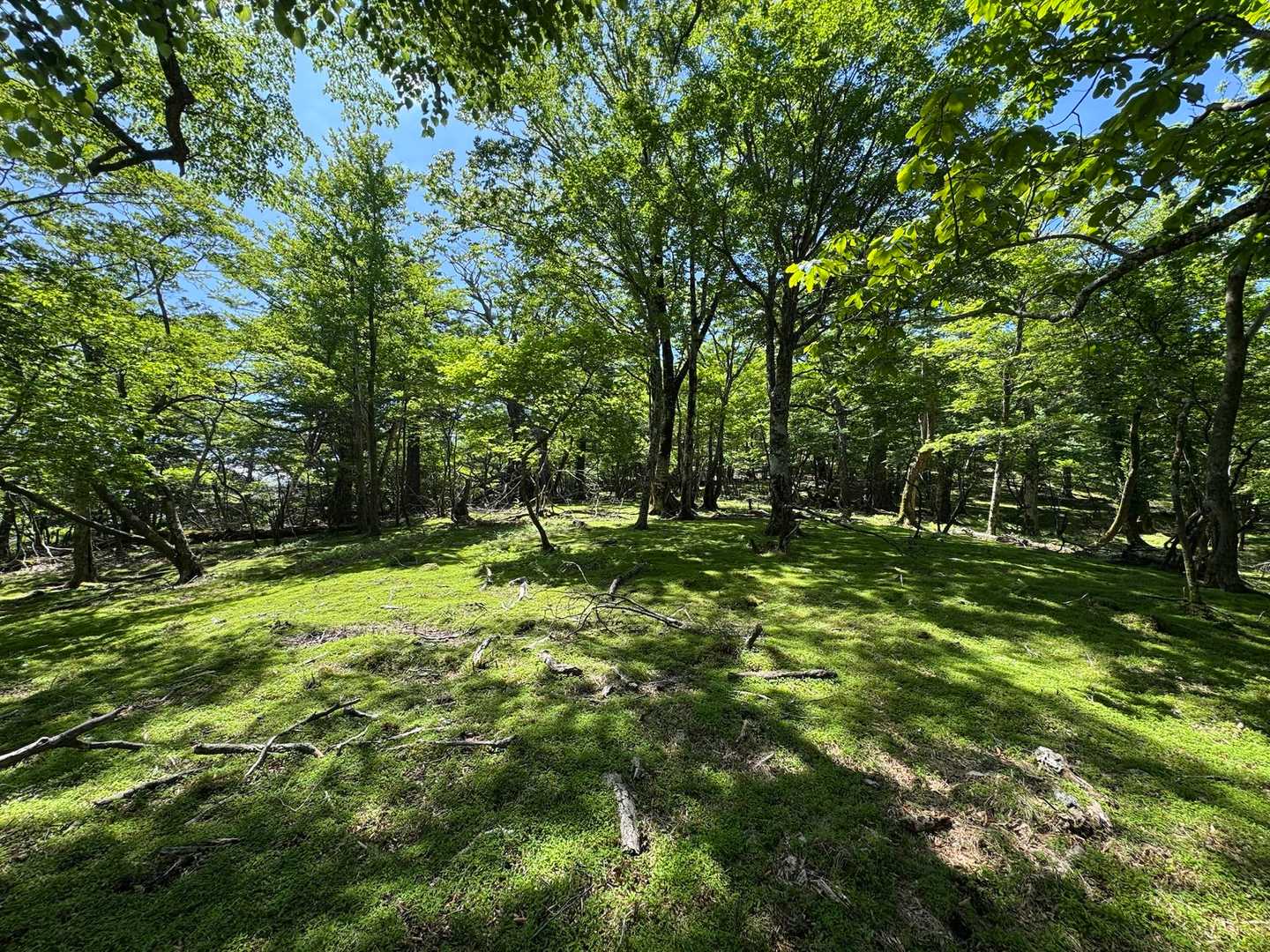 上福根山山頂へのアタック前の憩いの草原