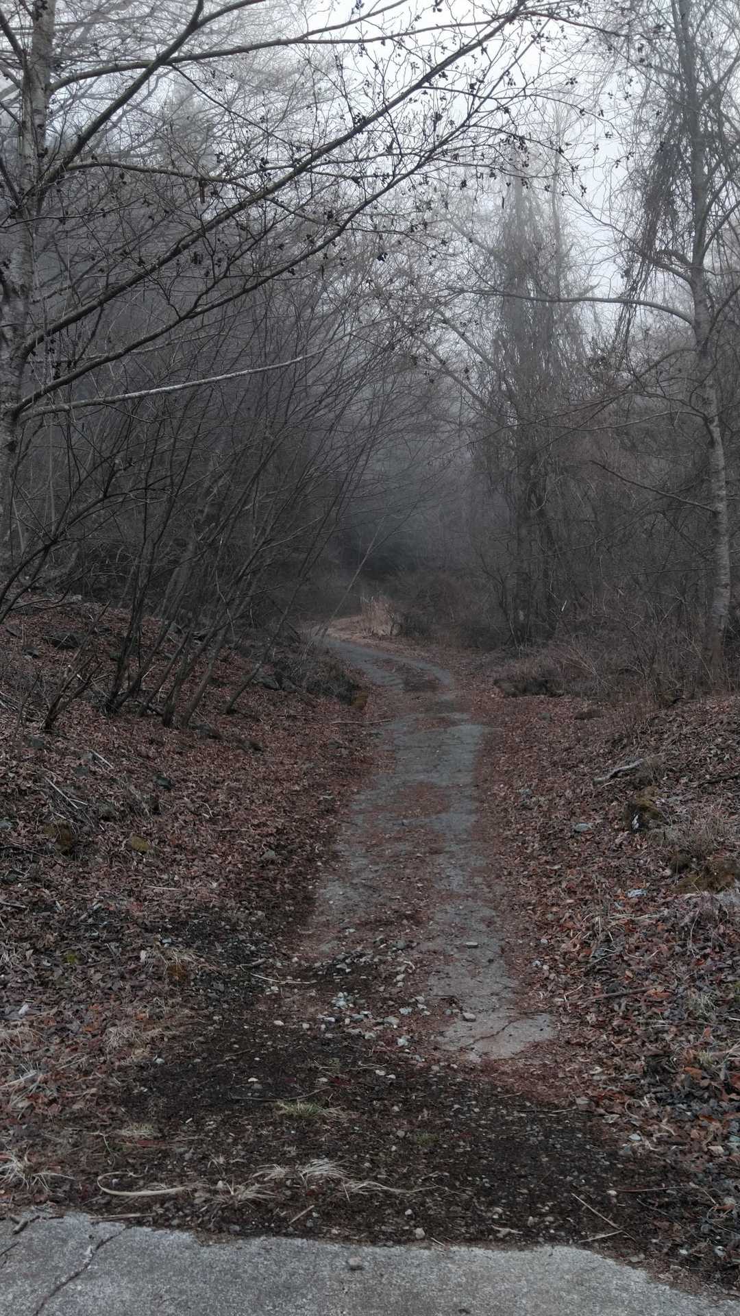 大権首峠-杓子山 往復コースの写真