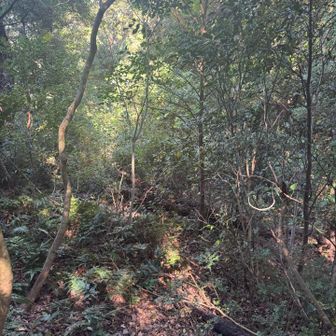 迷いやすいような気もするけど、登山道見えてるかも。