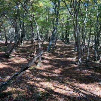 どこが登山道かわかない区間がありますが踏み跡、テープそれとYAMAPのルートを良く確認します。