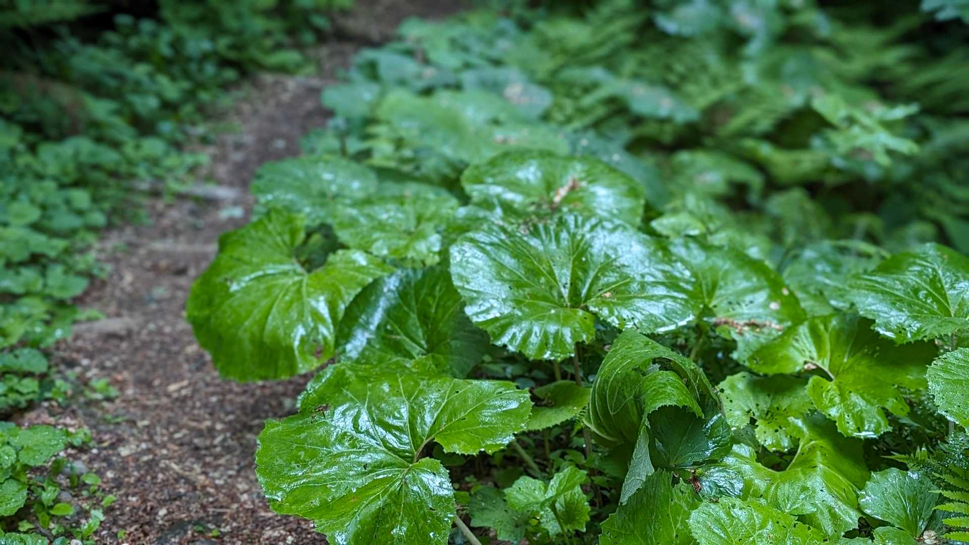 ツワブキは雨に良く似合う。見るときの心によって優しくも哀しくもなる。