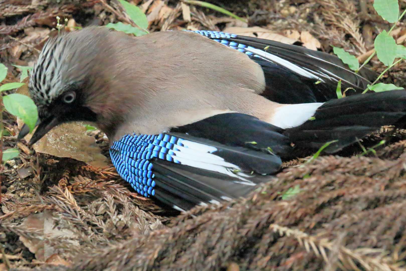 なんという鳥かな？