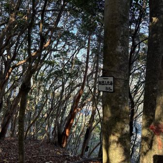 最初のピーク
ここまで直登でした