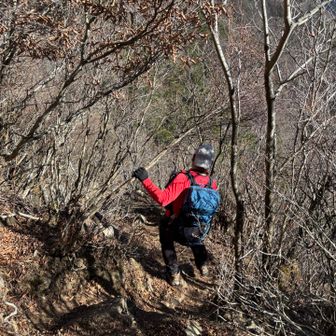とげとげ枯れ木　痛い😣