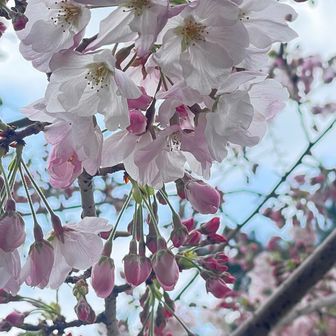 これぐらいの咲き具合が1番綺麗に見える🤩