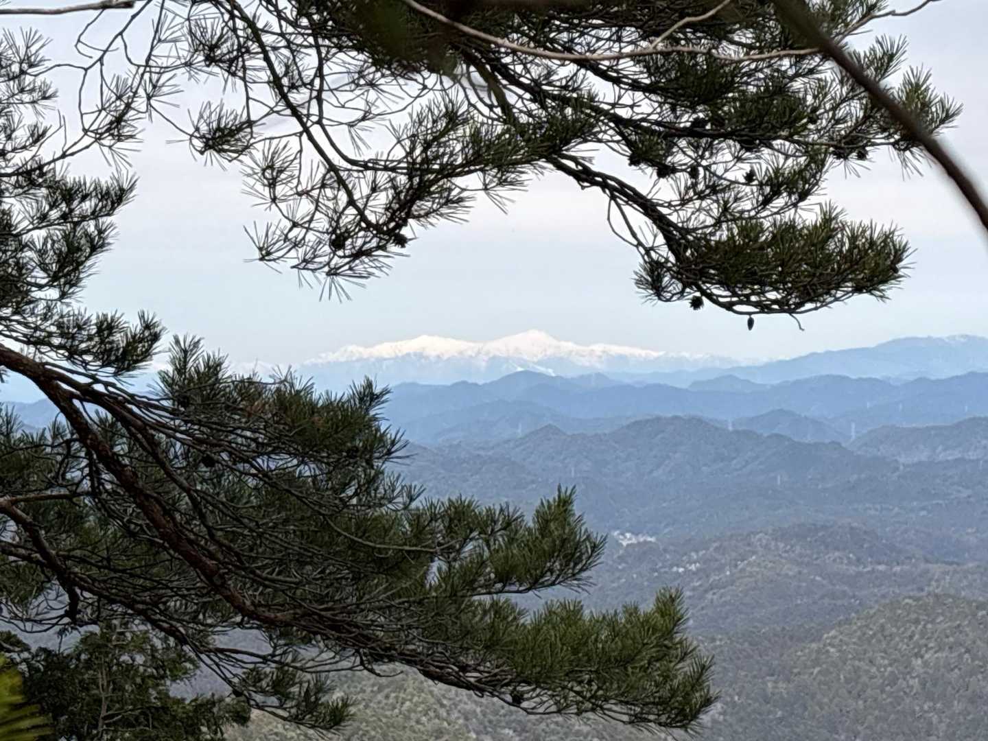 樹々の間から
