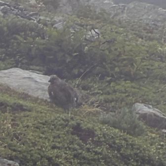 また雷鳥、違う群れ